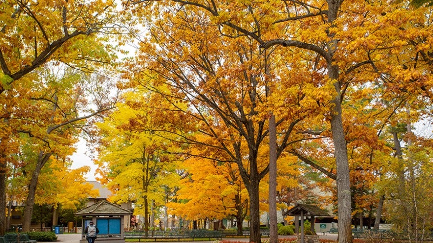 An open seating/gathering area with fall foliage