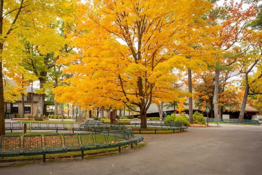 fall on interlochen arts academy's campus