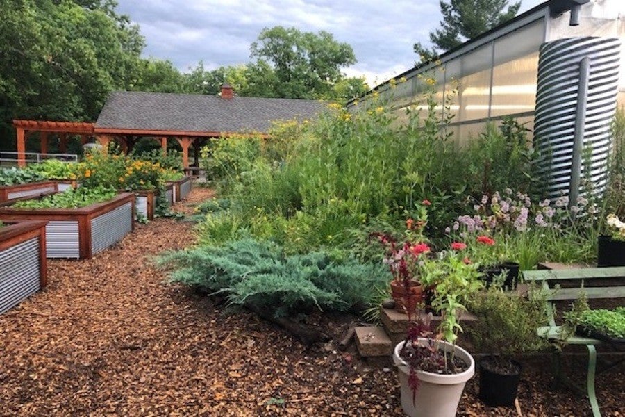 Native perennials at Interlochen Center for the Arts