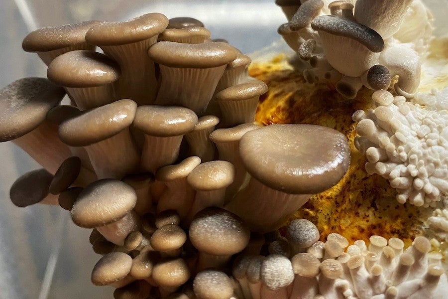 grey dove oyster mushrooms