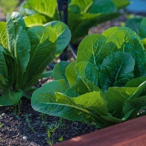 Heads of lettuce growing in a raised bed